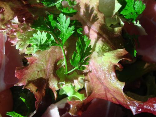 Herbs for gynecomastia