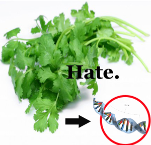Genes responsible for hate_cilantro