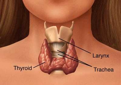 Hyperthyroidism and its supplements