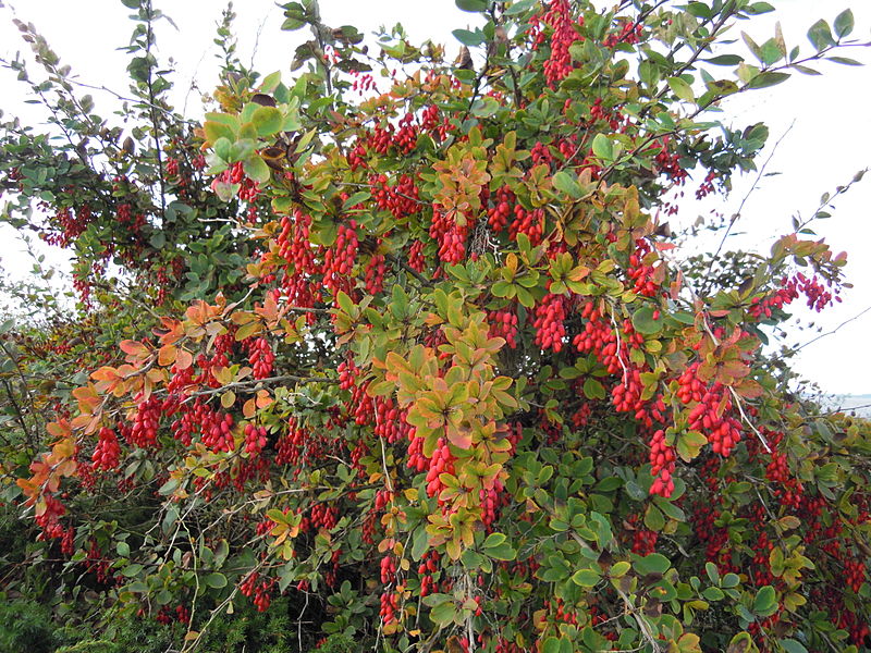 Berberis