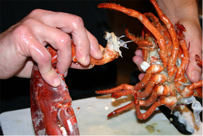 Lobster 2