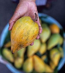 Lucuma fruit