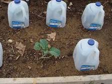 Place you milk jug protectors on melon