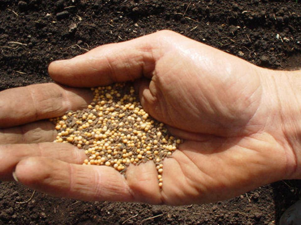 Mustard as a food