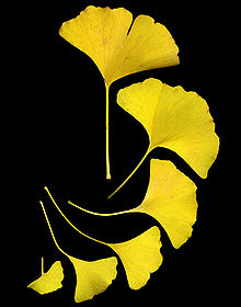Ginkgo leaves