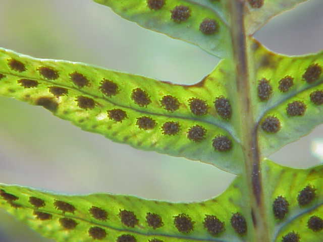 Osladine herb