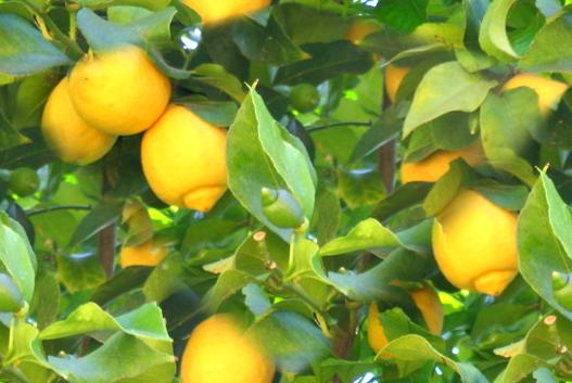 Any size of lemon can be used to make lemon slice