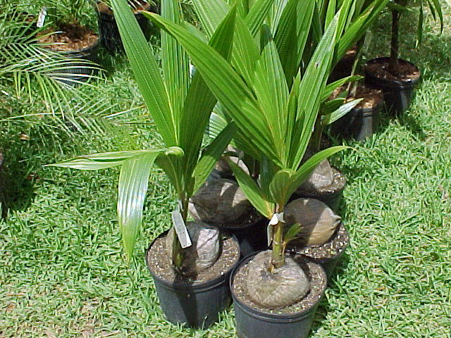 How to plant coconut in pots