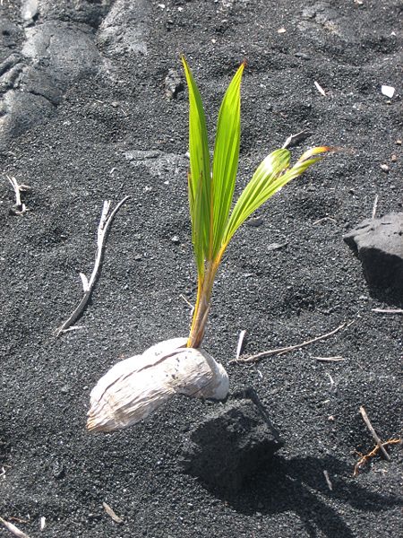 Planting coconut in soil