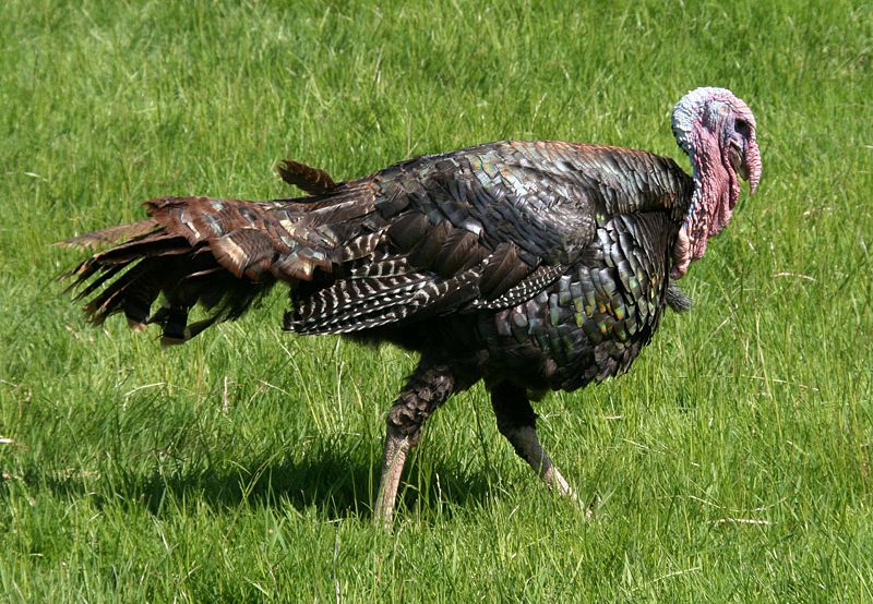 Broadbreasted Turkey