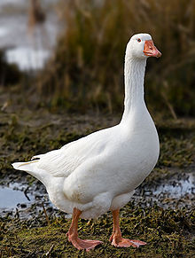 Toulose goose