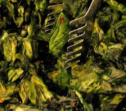 Leafy Vegetables