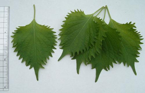 herbs for schizophrenia