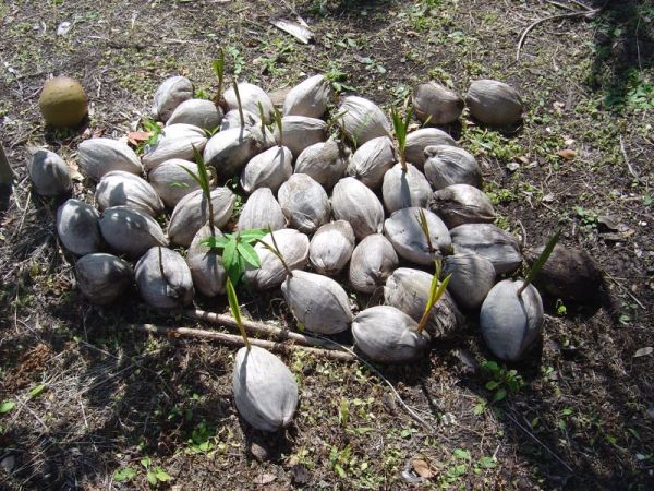 Choose intact and fertile coconut seeds for planting coconuts