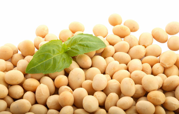 Soy grains