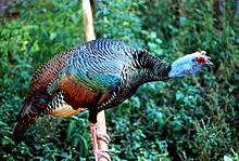 Wild Turkey