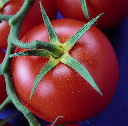 Tomato
