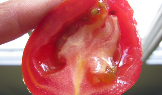 Squeezing tomato