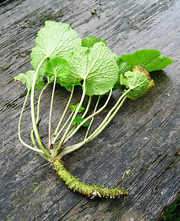 The pungent Wasabi paste is made from the green colored roots of the wasabi plant