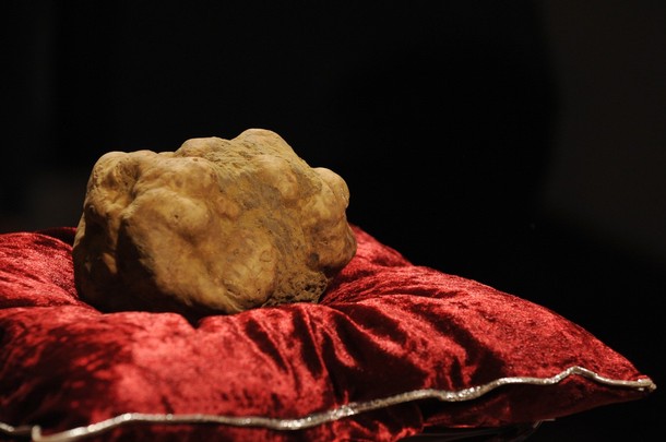 Stanley Ho, the owner of Macau casino bought the largest and most expensive white truffle