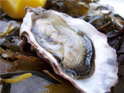 Mobjack Bay Oysters On The Half Shell Mobjack Bay Oysters On The Half Shell picture