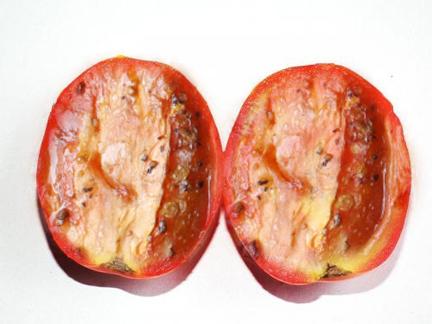 Pan-Broiled Tomato Halves Pan-Broiled Tomato Halves picture