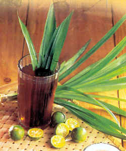 pandan ice tea pandan ice tea picture
