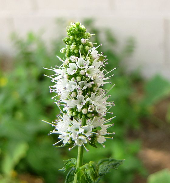 laksa plant. Laksa Plant Photos