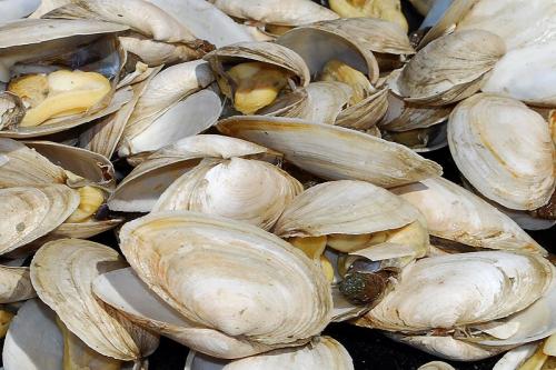 Steamed Clams Steamed Clams picture