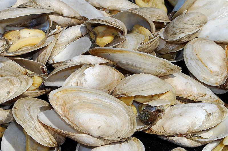 Clams Steamer Style Clams Steamer Style picture