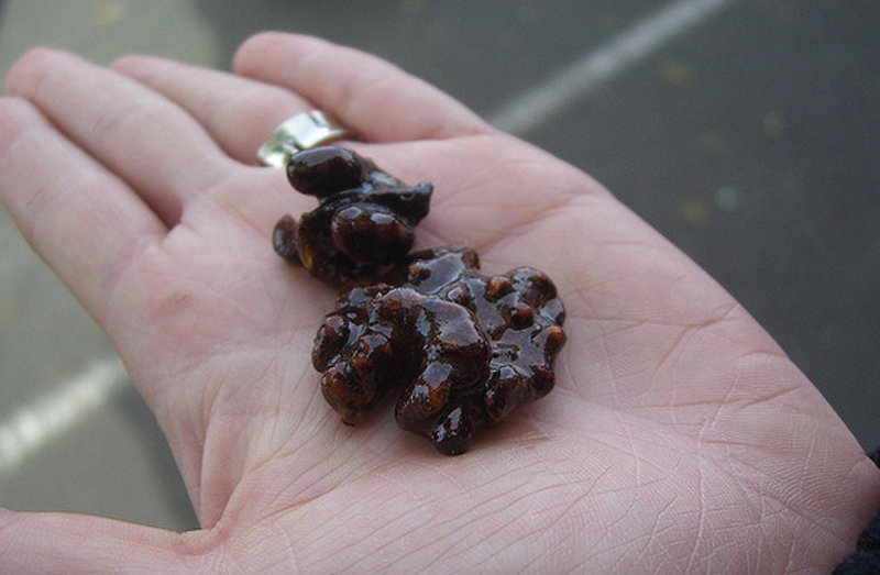 Sugared Nuts Sugared Nuts picture