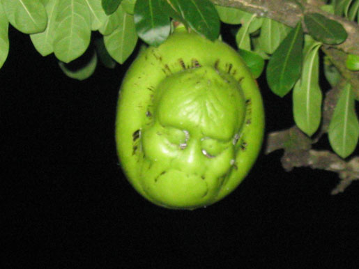 Ghost bottle gourd tree.. | ifood. Ghost bottle gourd tree.. | ifood.