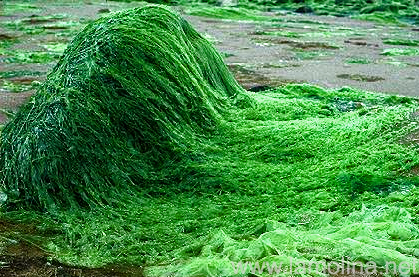 Spirulina