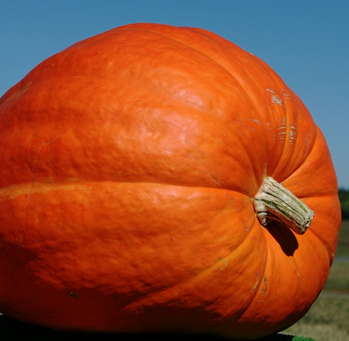 What is the world record for largest pumpkin